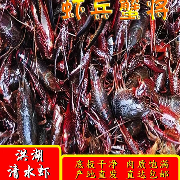 【洪湖】清水养殖虾肉质饱满底板干净直达包邮