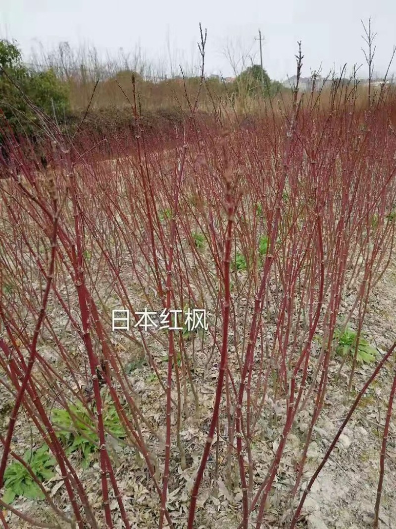 日本红枫三季红，中国红枫，黄金枫，庭院绿化苗