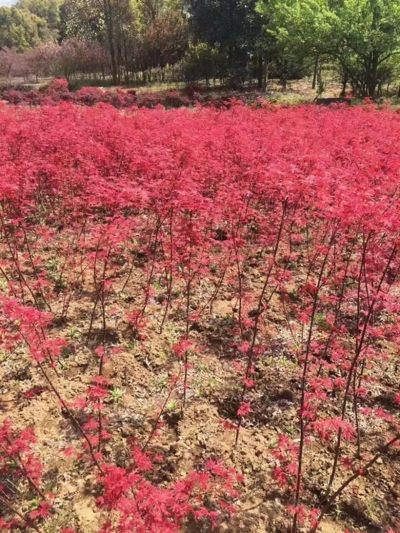 日本红枫三季红，中国红枫，黄金枫，庭院绿化苗