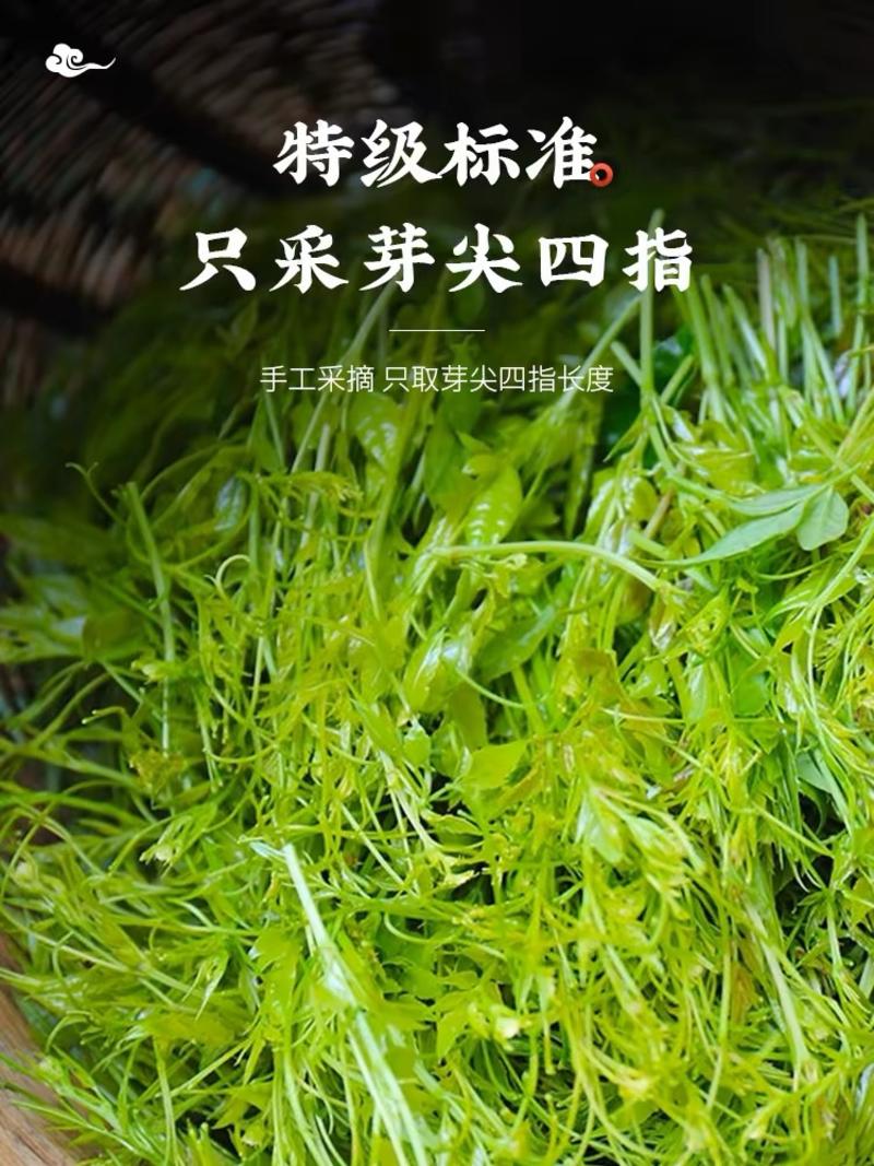 张家界野生霉茶