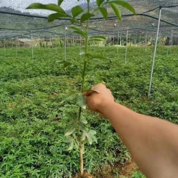 花椒苗，无刺花椒苗，九月青花椒苗，大红袍花椒苗