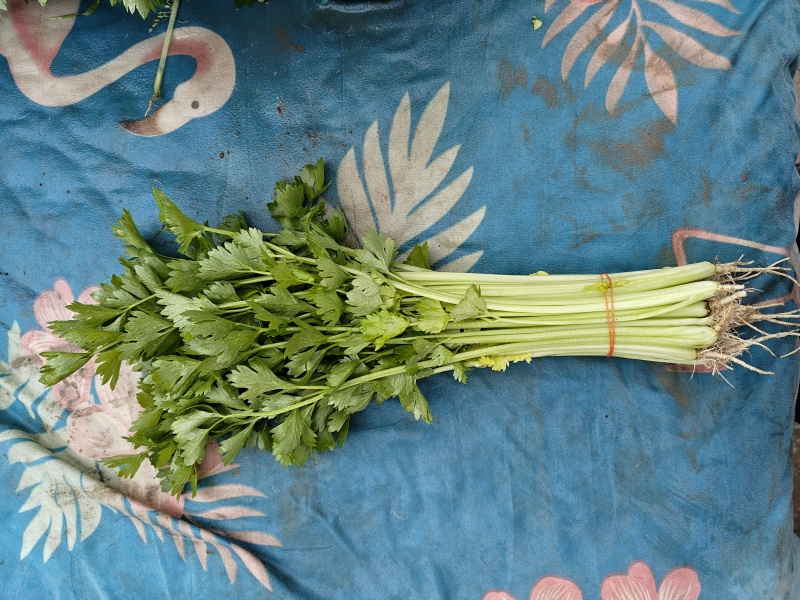 香芹