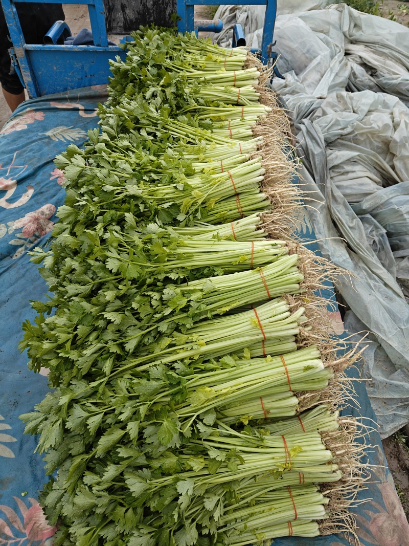 香芹