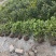 大叶栀子花工程苗花镜室内盆栽鲜切花