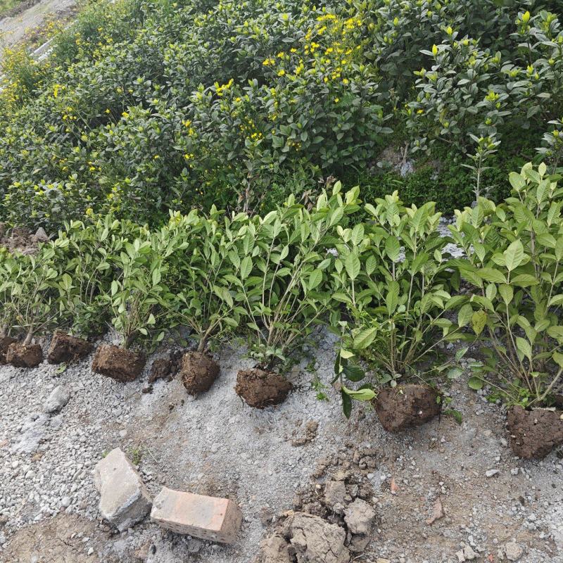大叶栀子花工程苗花镜室内盆栽鲜切花