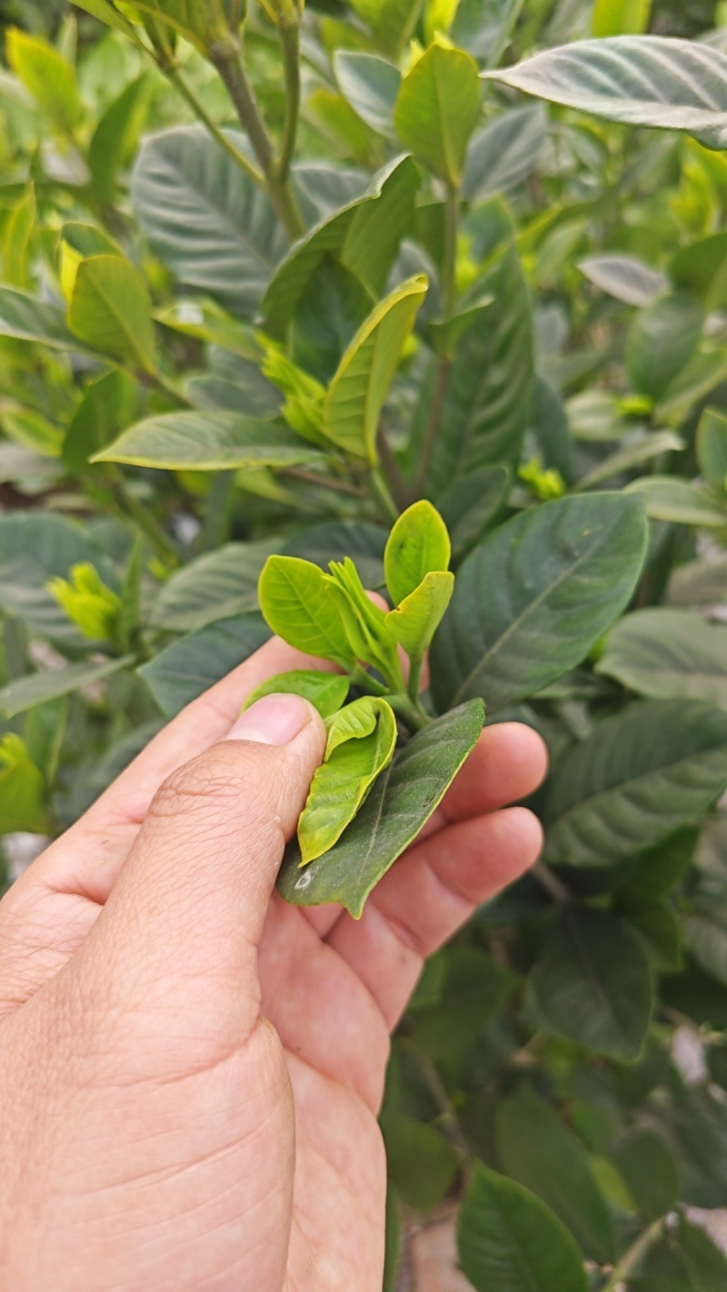 大叶栀子花工程苗花镜室内盆栽鲜切花