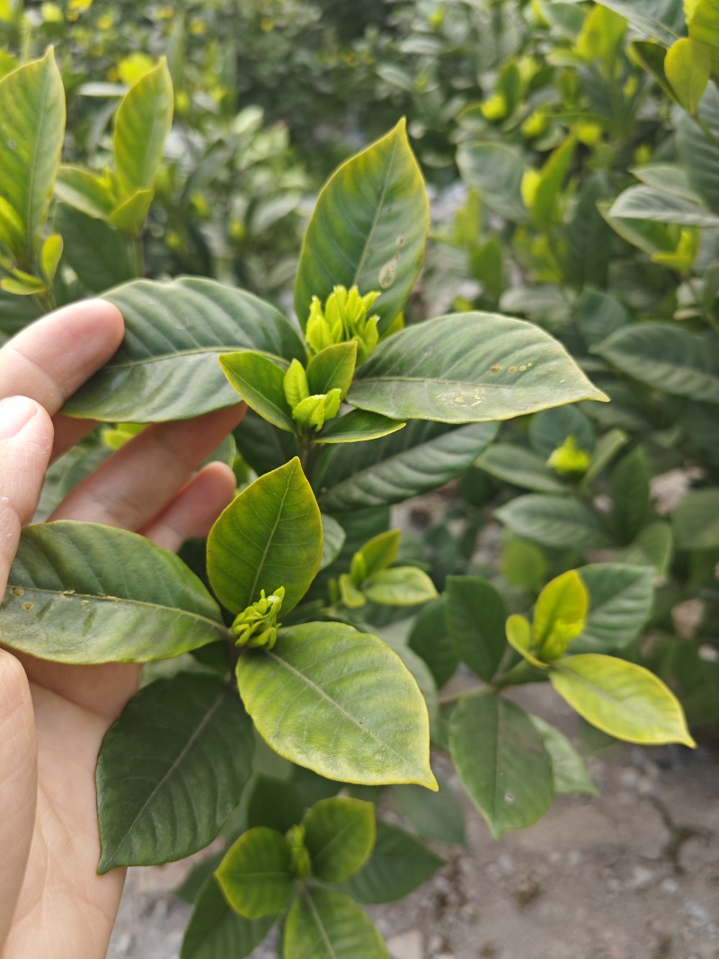 大叶栀子花工程苗花镜室内盆栽鲜切花
