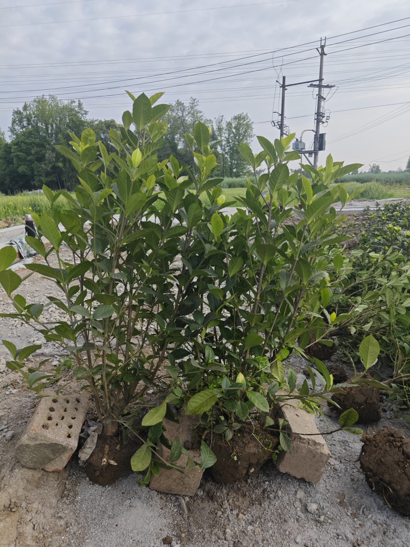 大叶栀子花工程苗花镜室内盆栽鲜切花