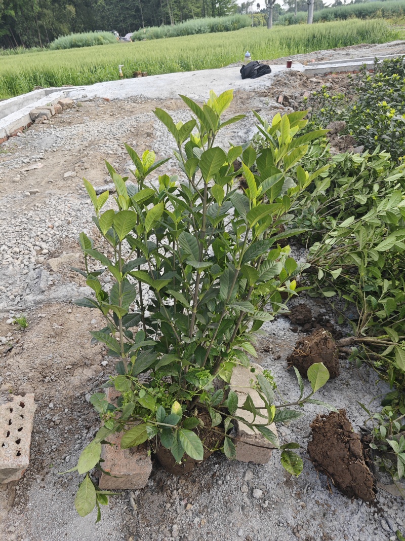 大叶栀子花工程苗花镜室内盆栽鲜切花