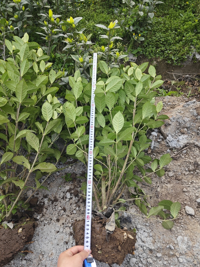 大叶栀子花工程苗花镜室内盆栽鲜切花