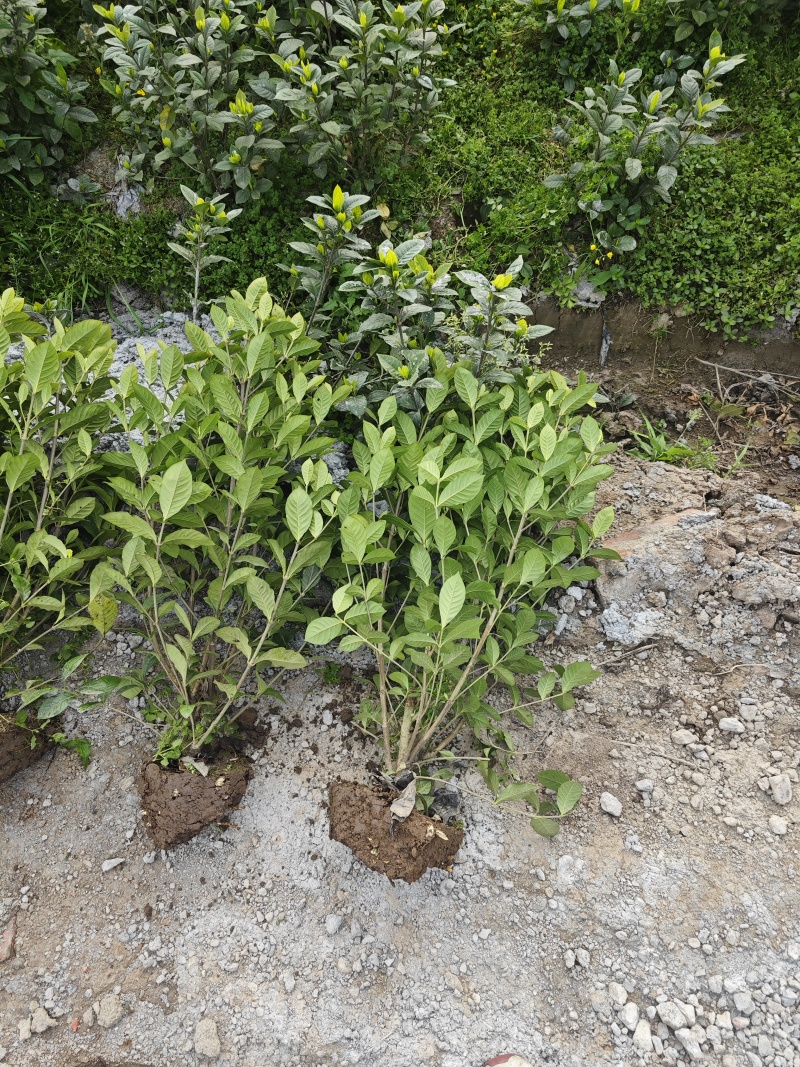 大叶栀子花工程苗花镜室内盆栽鲜切花