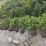 大叶栀子花工程苗花镜室内盆栽鲜切花