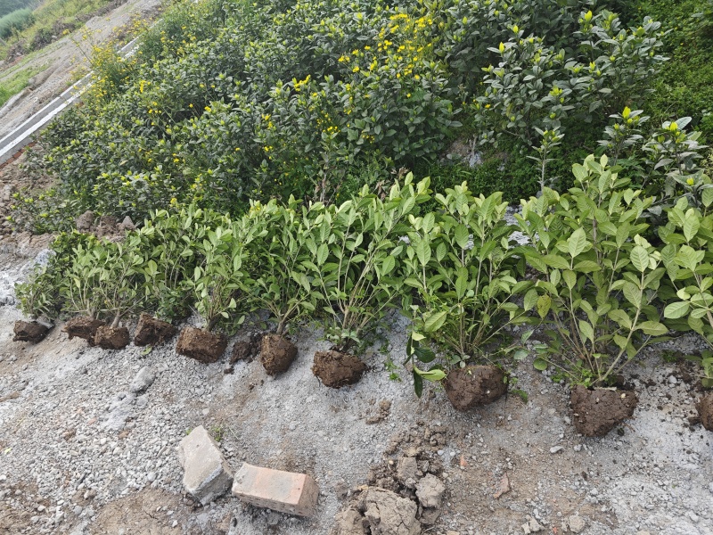大叶栀子花工程苗花镜室内盆栽鲜切花