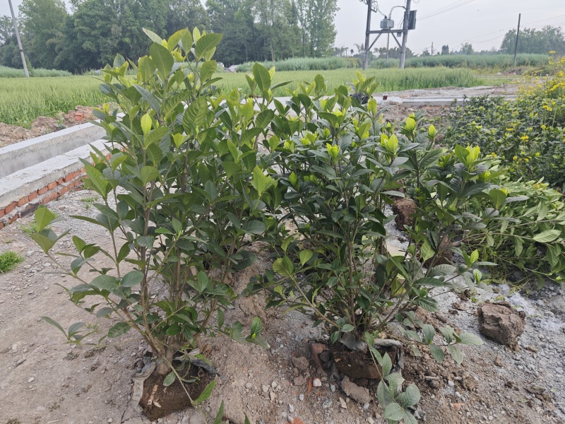 大叶栀子花工程苗花镜室内盆栽鲜切花