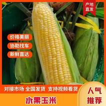 精品玉米水果玉米太阳花玉米产地直发货源充足量大从优