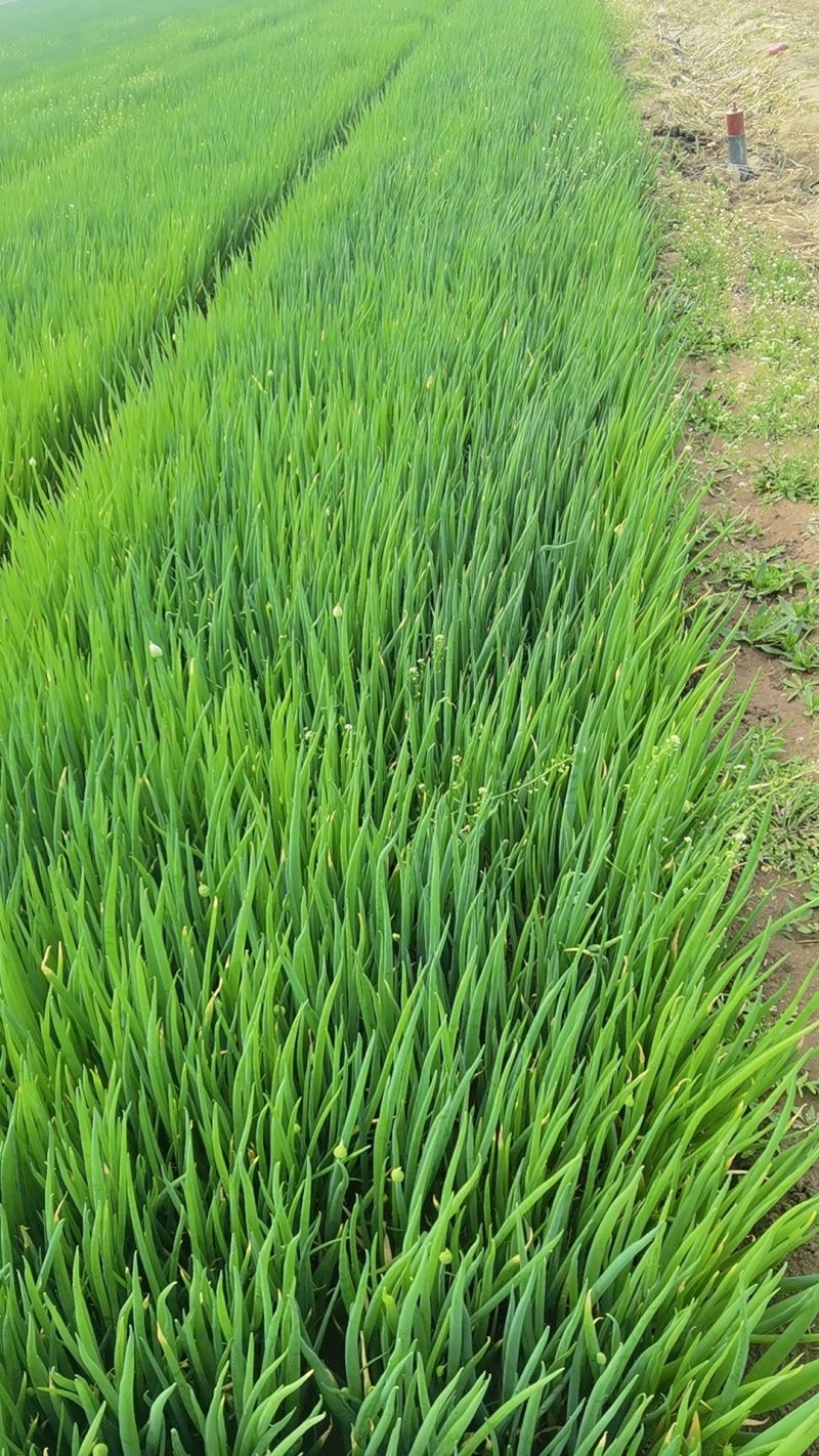 小叶高精品葱苗农业合作社