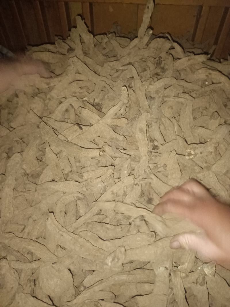中药材玄参，炕货，晒货