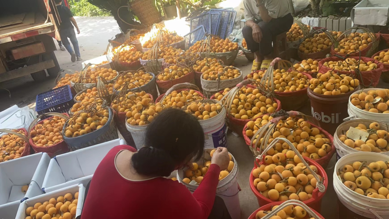 《推荐》重庆万州枇杷大五星枇杷大量上市皮薄肉厚