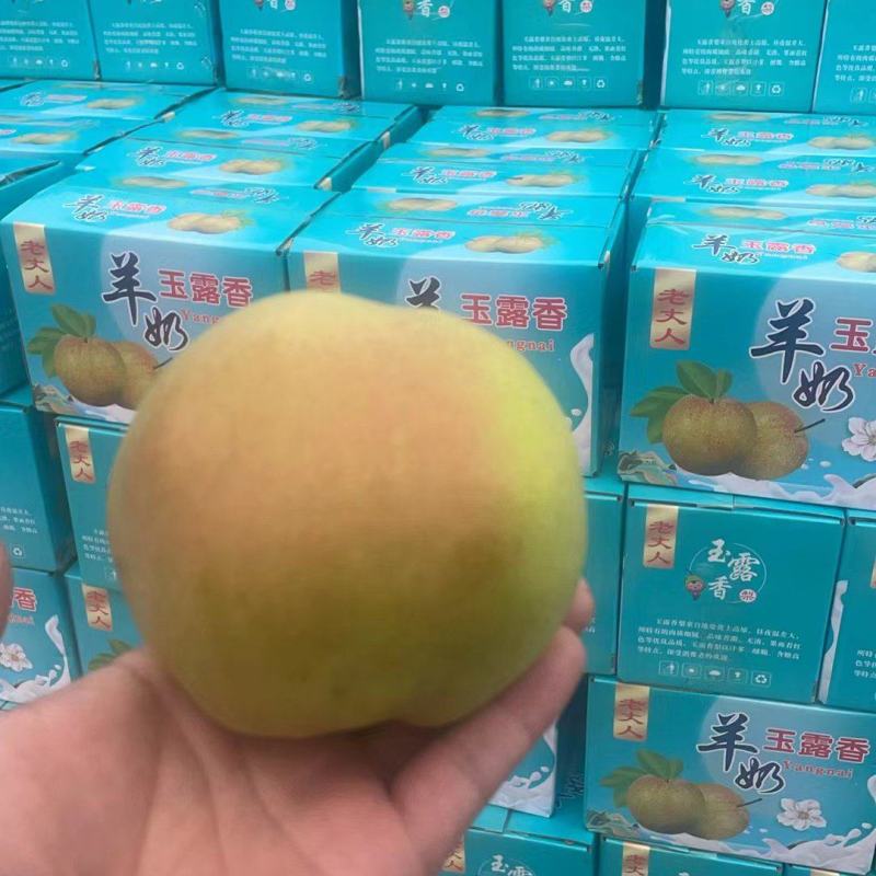 《社区团购专业供应链》山西玉露香
