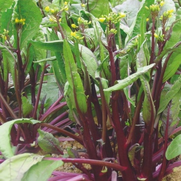 红菜苔预售
