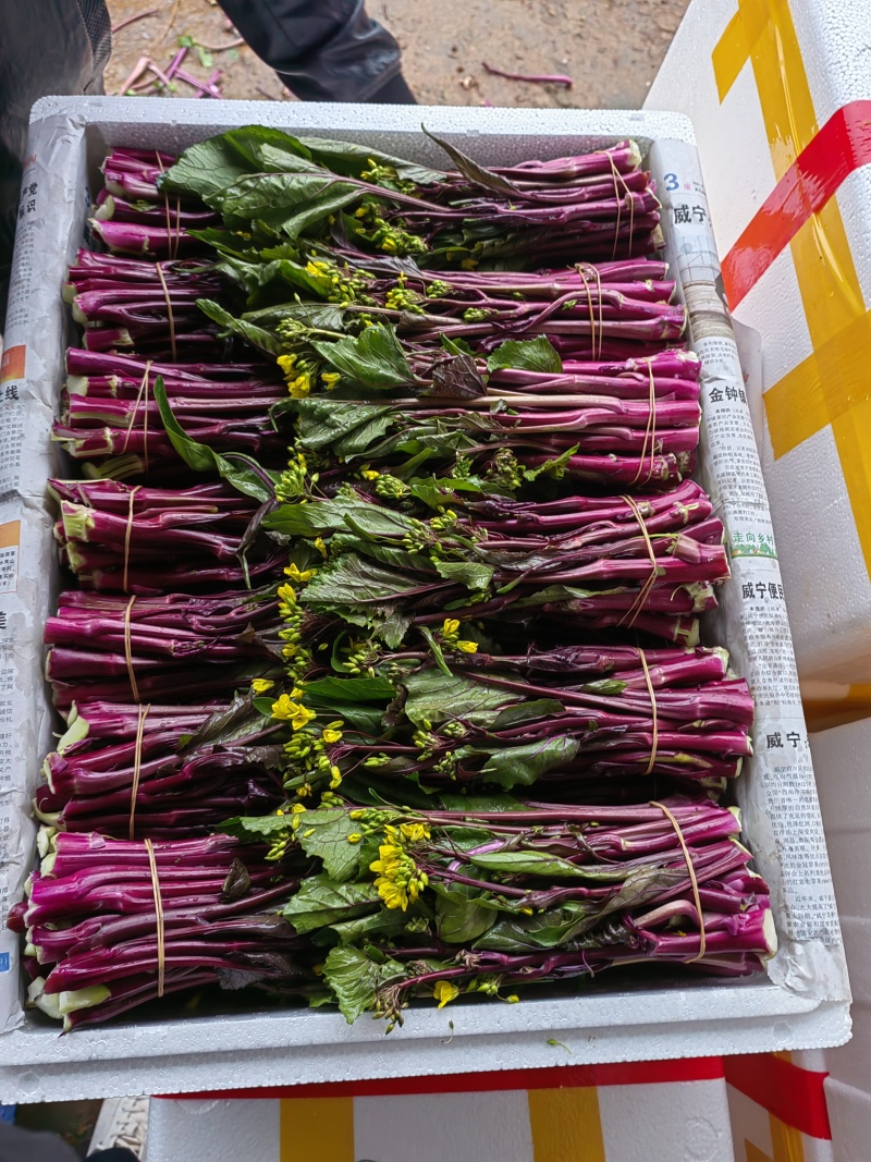 红菜苔预售