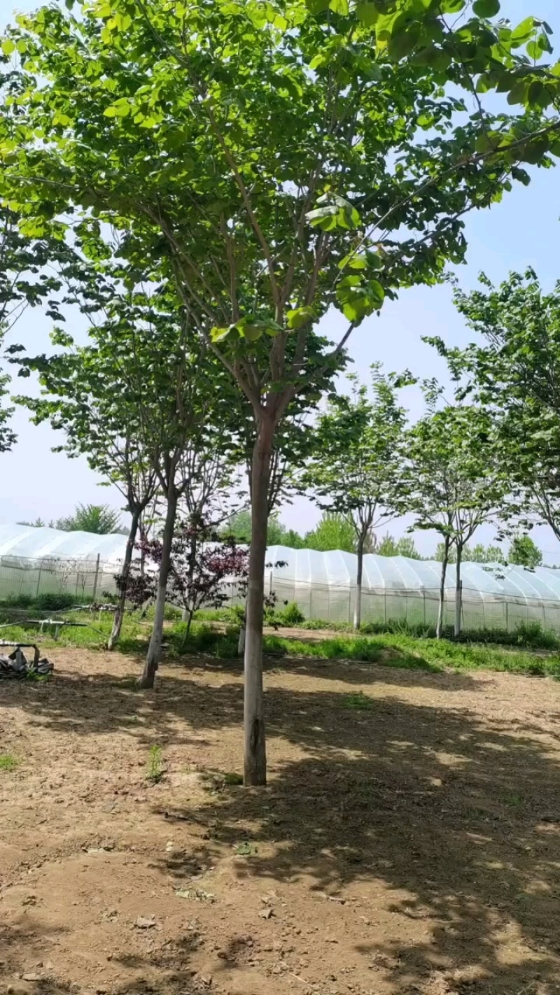 低价销售各种规格巨紫荆