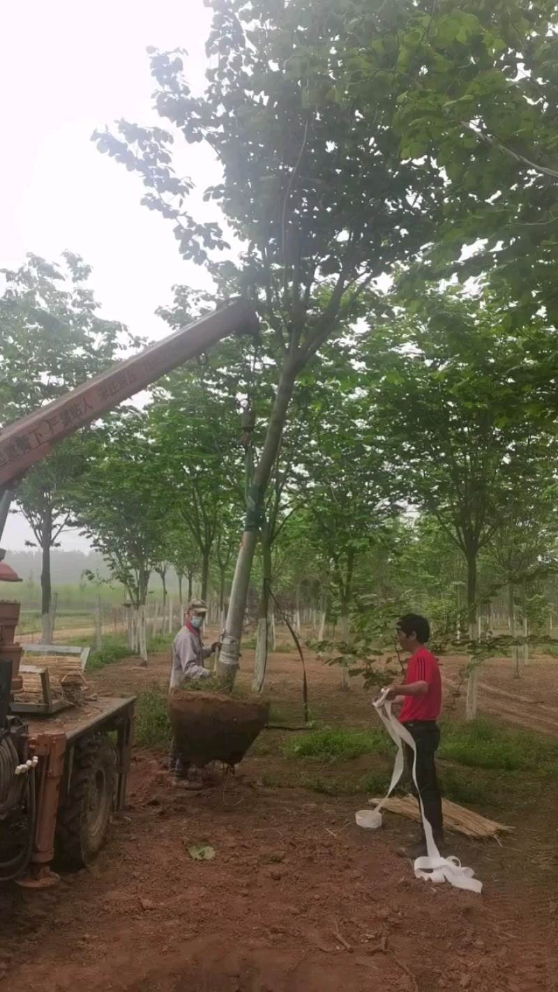 低价销售各种规格巨紫荆
