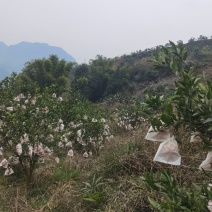 高山不知火