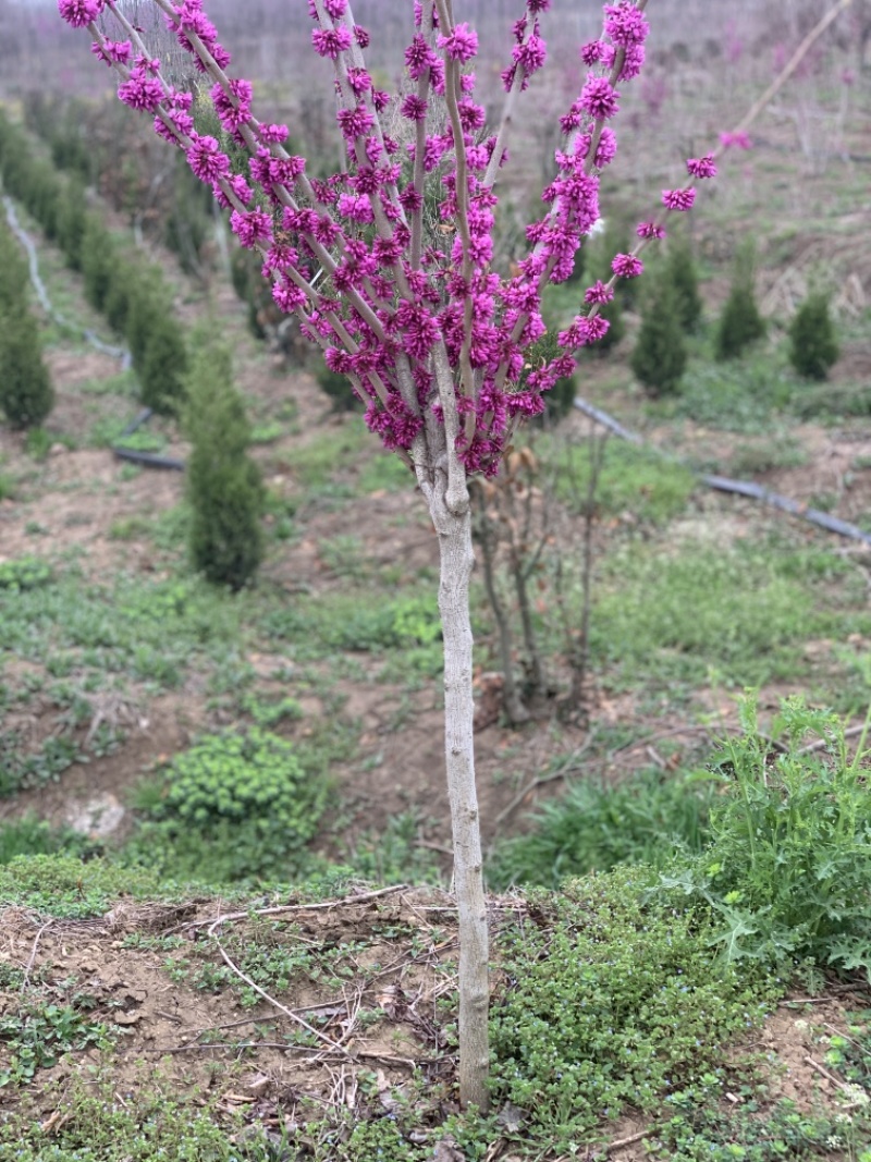 紫荆花树苗庭院四季开花紫荆树耐寒植物工程苗南北方植物