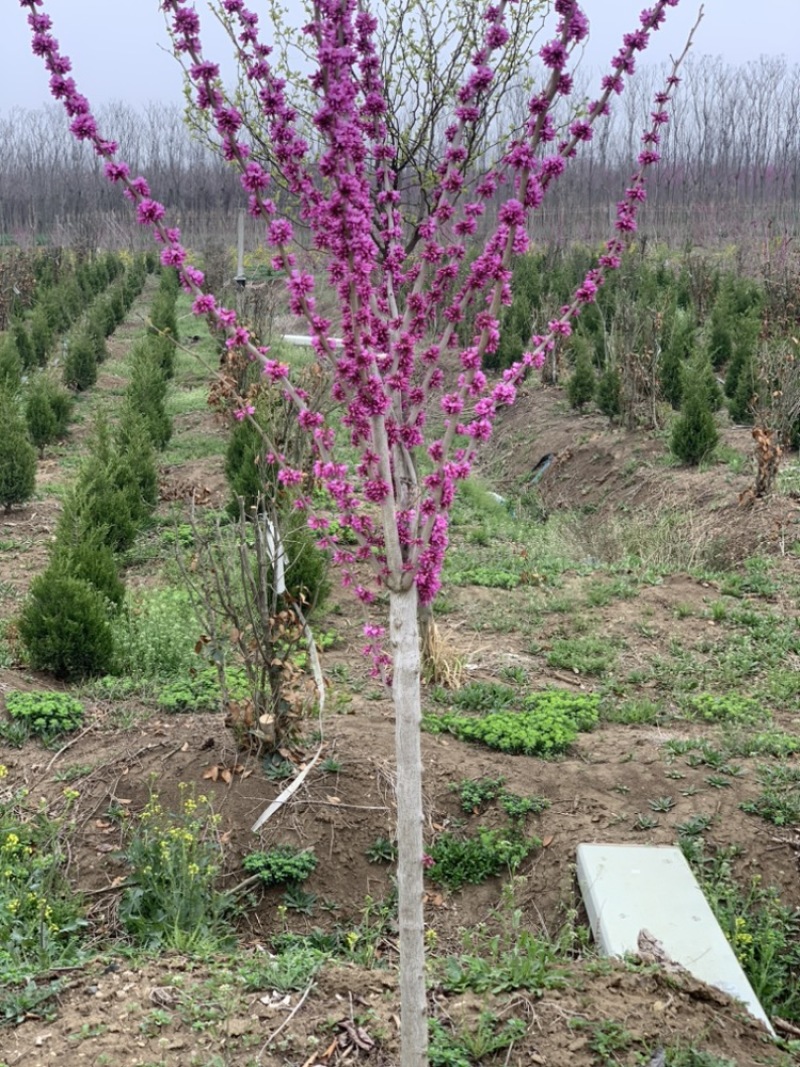 紫荆花树苗庭院四季开花紫荆树耐寒植物工程苗南北方植物