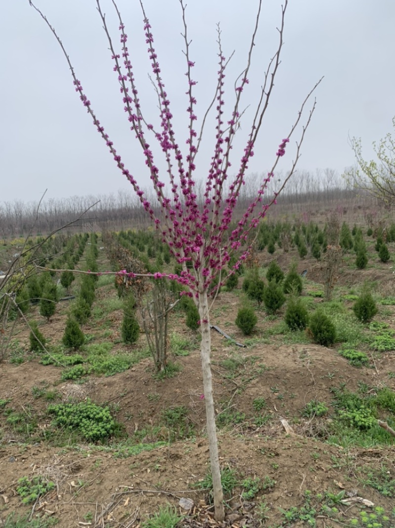 紫荆花树苗庭院四季开花紫荆树耐寒植物工程苗南北方植物