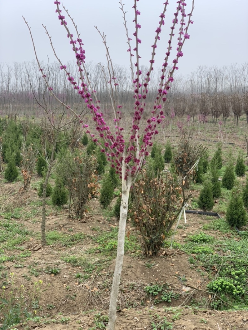 紫荆花树苗庭院四季开花紫荆树耐寒植物工程苗南北方植物