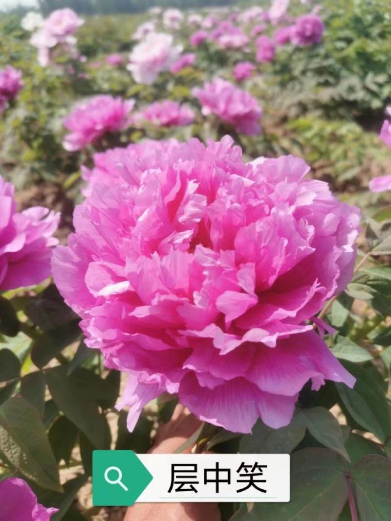 牡丹花花卉基地直销牡丹花可视频看货各种品种牡丹花