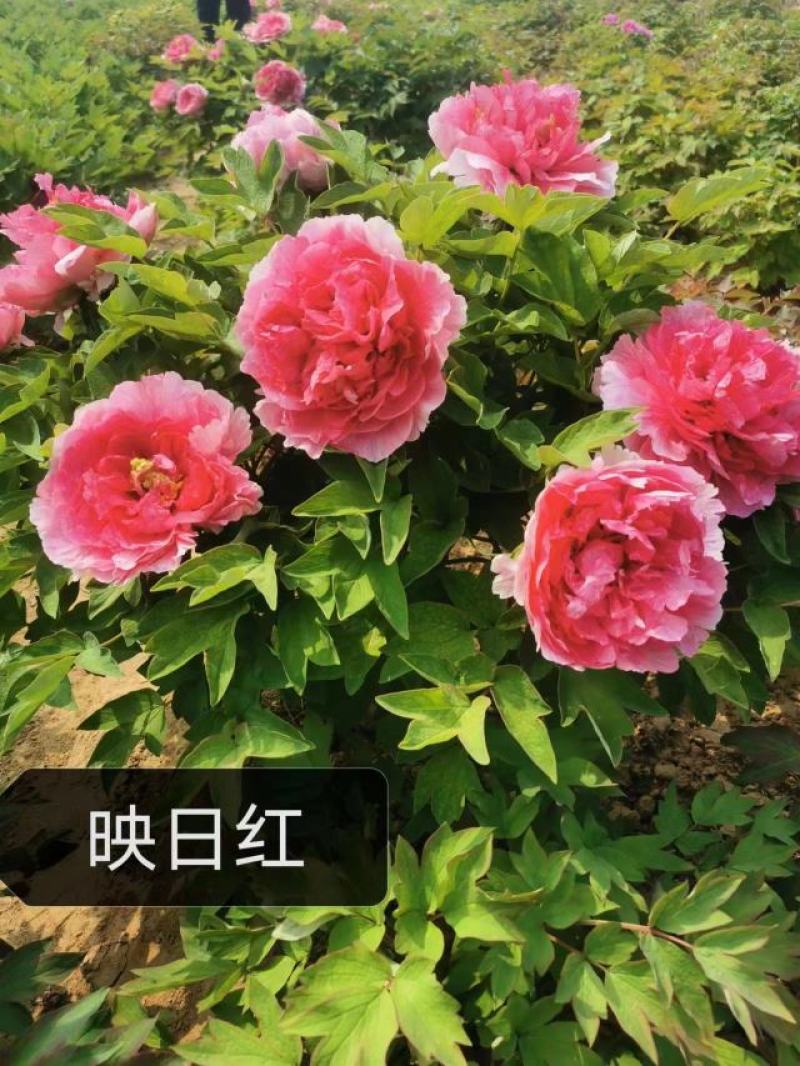 牡丹花花卉基地直销牡丹花可视频看货各种品种牡丹花
