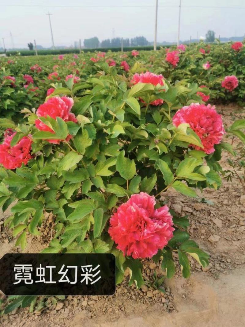 牡丹花花卉基地直销牡丹花可视频看货各种品种牡丹花