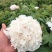 牡丹花花卉基地直销牡丹花可视频看货各种品种牡丹花