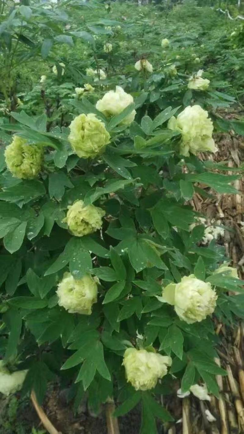 牡丹花花卉基地直销牡丹花可视频看货各种品种牡丹花
