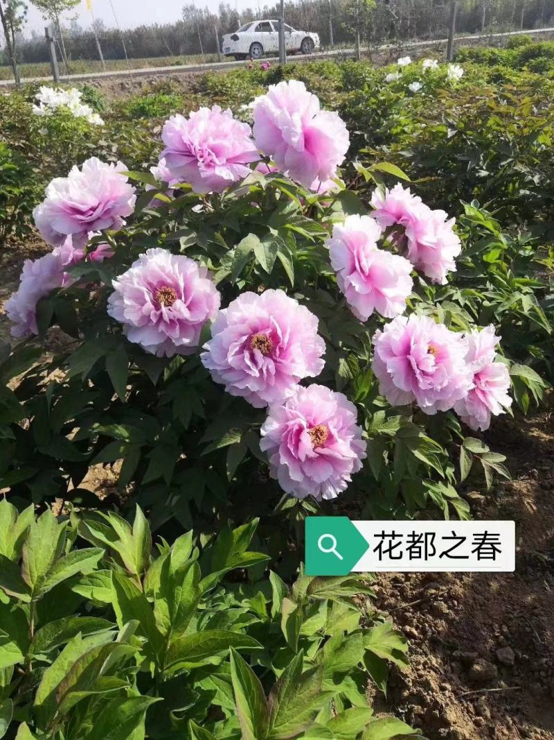 牡丹花花卉基地直销牡丹花可视频看货各种品种牡丹花