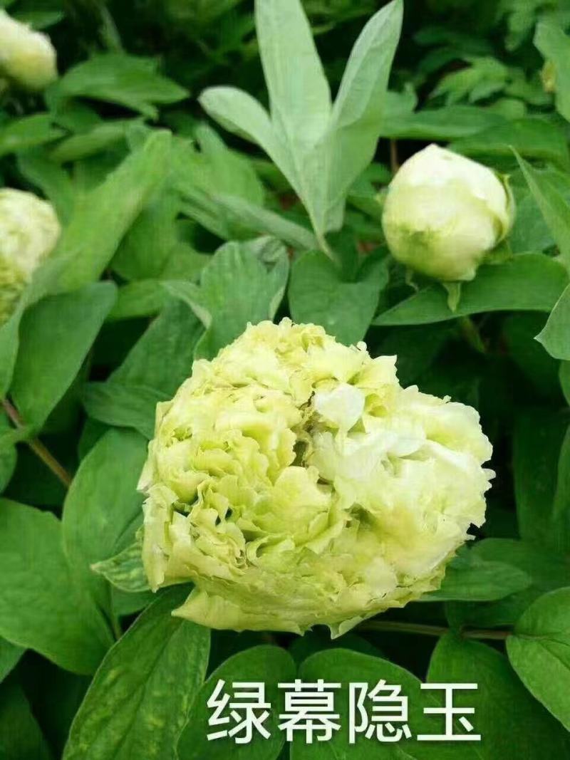 牡丹花花卉基地直销牡丹花可视频看货各种品种牡丹花