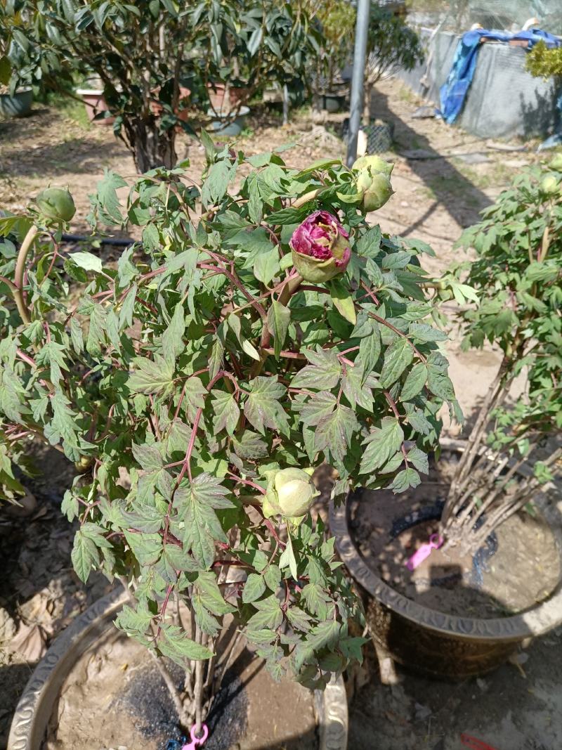 牡丹花花卉基地直销牡丹花可视频看货各种品种牡丹花