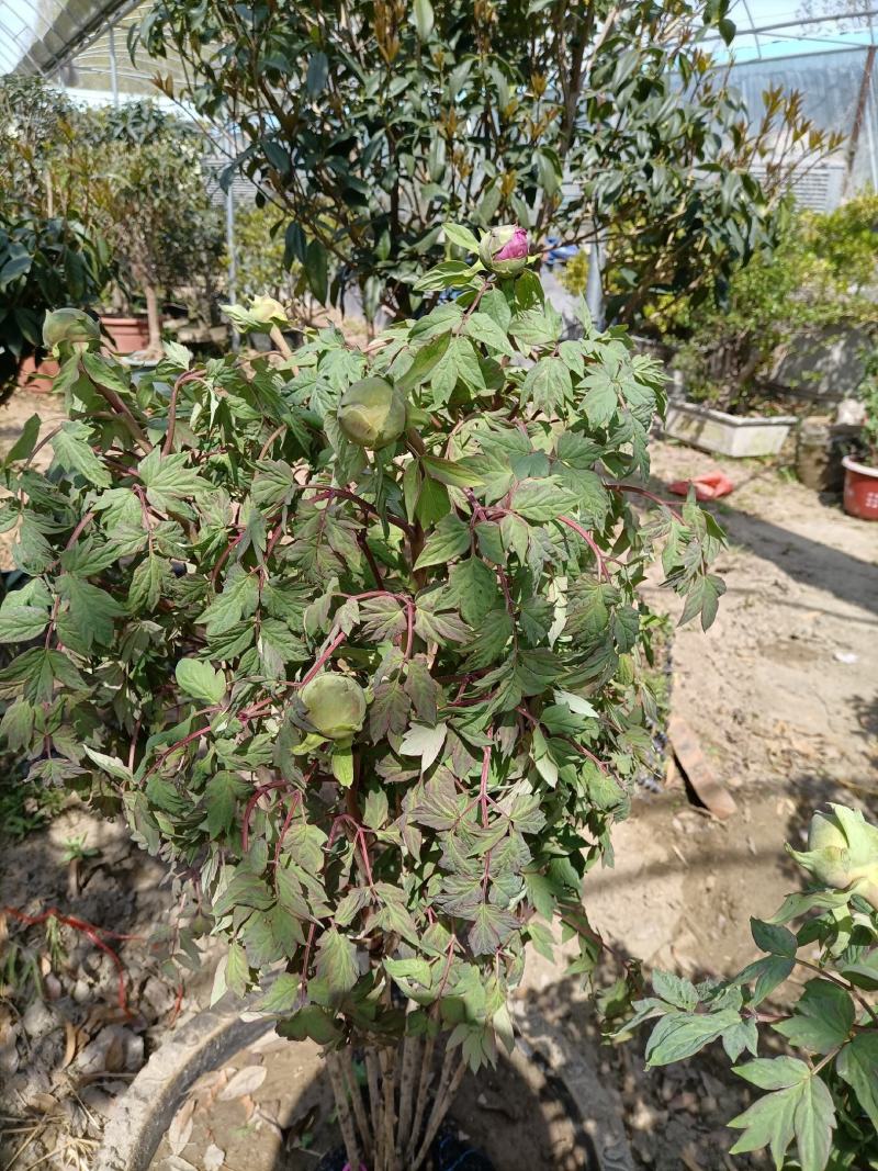 牡丹花花卉基地直销牡丹花可视频看货各种品种牡丹花