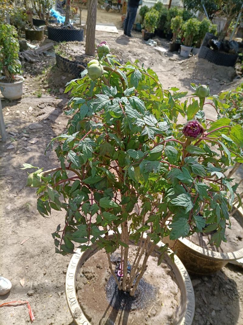 牡丹花花卉基地直销牡丹花可视频看货各种品种牡丹花