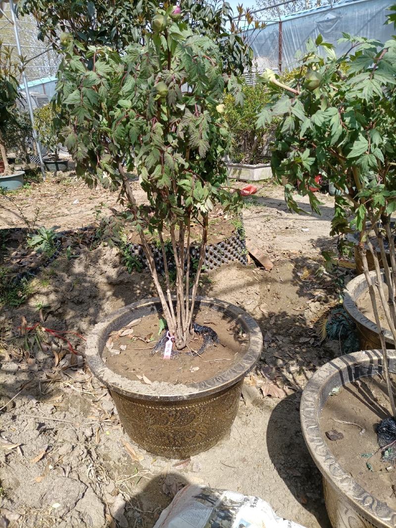 牡丹花花卉基地直销牡丹花可视频看货各种品种牡丹花