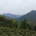 自产自销黄山土种毛峰