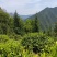 自产自销黄山土种毛峰