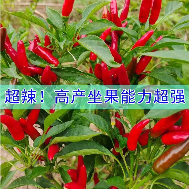 蔬菜苗辣椒苗青椒苗薄皮微辣虎皮辣椒四季高产