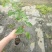 黄金百香果苗各种品种百香果苗