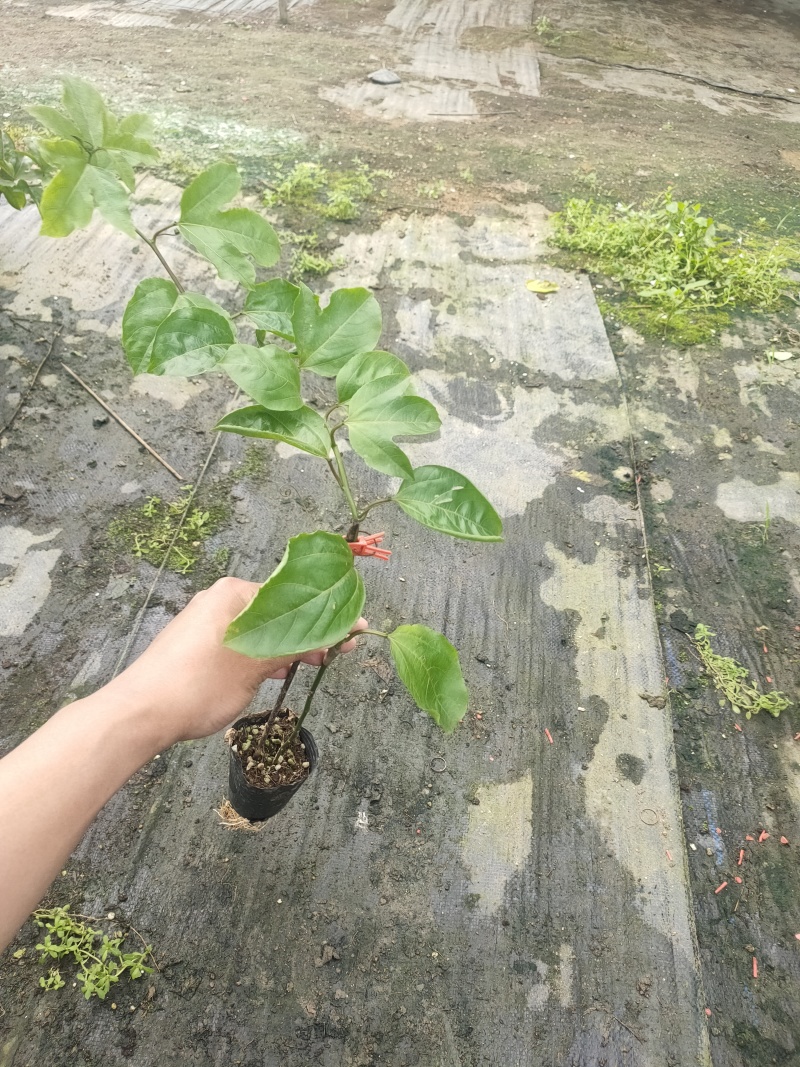 黄金百香果苗各种品种百香果苗