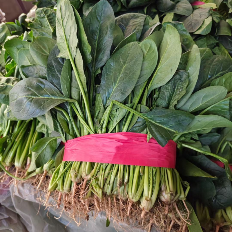 邯郸菠菜大量有货可供电商超市学校食堂监狱等发往全国各地