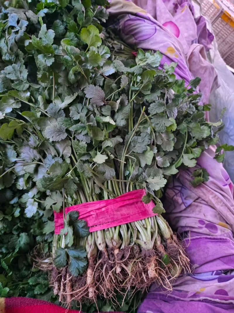 邯郸菠菜大量有货可供电商超市学校食堂监狱等发往全国各地